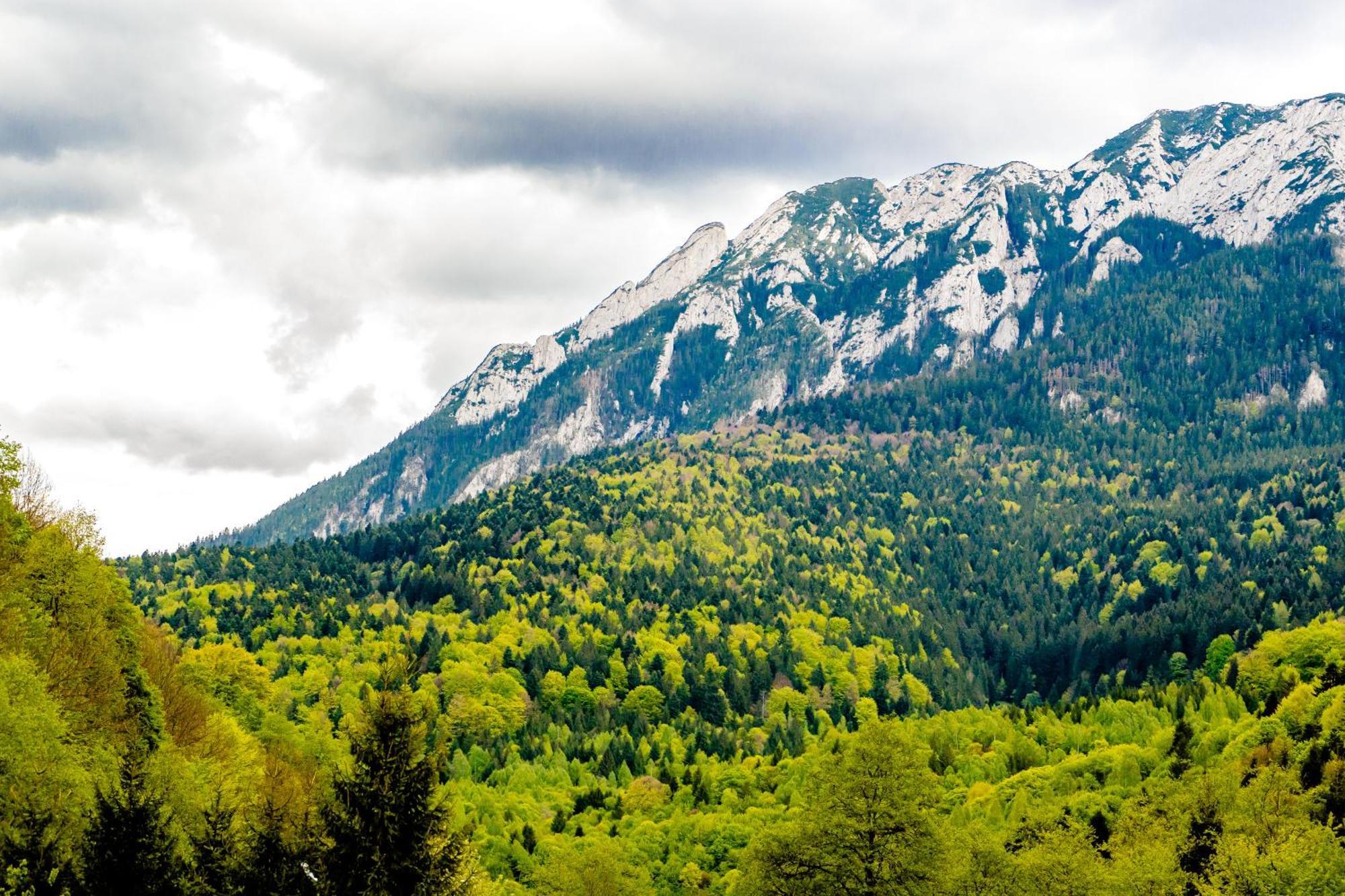Cabana Zip Zărneşti Buitenkant foto